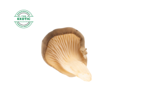 Mushroom - Exotic