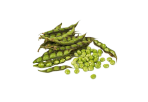 Green Pigeon Peas – हरी तुअर - લીલી તુવેર